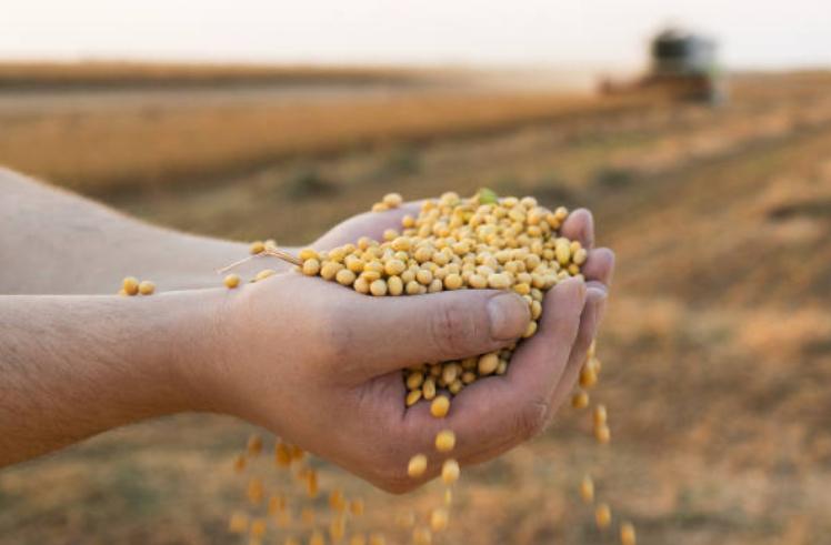 Seed & Bio Fertilizer